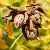 Pecan Tree Plant Live, Starter Plant, 1-2 Ft Tall