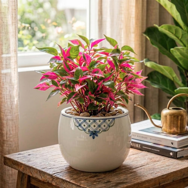 2 Pink Green Alternanthera Live Plants, Garden Border Foliage, 4-6 Inch Tall