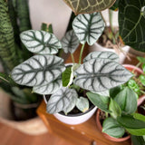 2 Silver Green Alocasia Live Plants, Hardy Garden Plant, 4-6 Inch Tall
