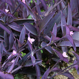 2 Purple Tradescantia Wandering Jew Plants Live, Houseplant, 4-6 Inch Tall