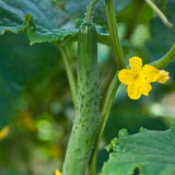 Cucumber Vine Live Plant, Garden Vine Plant, 4 Inch Pot
