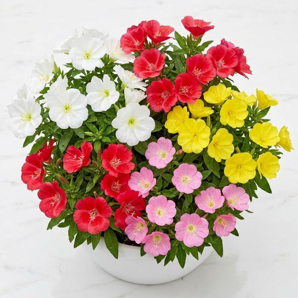 Random Primrose Live Plant, 2-3 Inch Tall, 3 Inch Pot