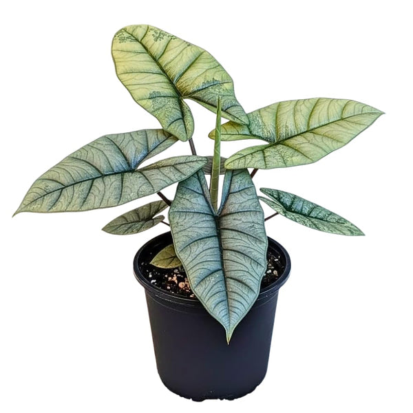 2 Silver Live Alocasia Plants, Ready to Grow Plant, 4-6 Inch Tall