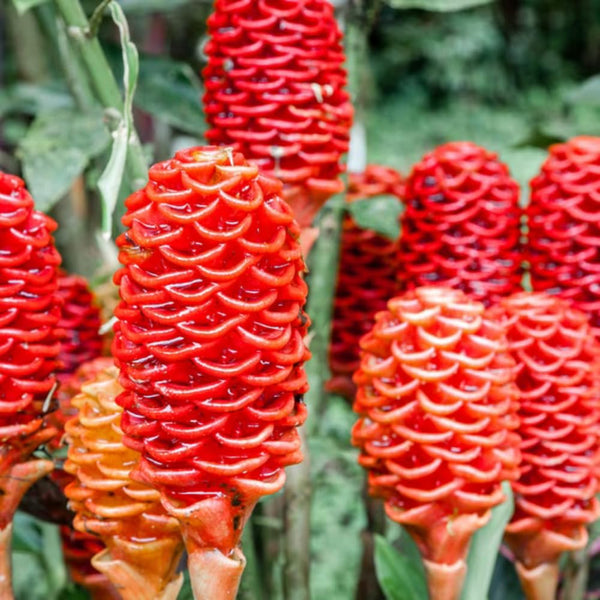 Ginger Live Plant, Fragrant Culinary Herb Plant, 3-5 Inch Tall
