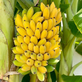 NAM Wah Banana Plant Live, Sweet Fruit Banana Tree 4-7 Inch Tall