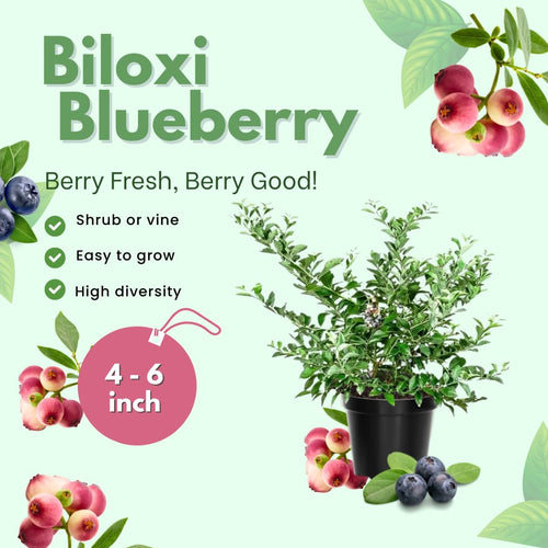 2 Biloxi Blueberry Live Plants, Container Berry Plant, 4-6 Inch Tall