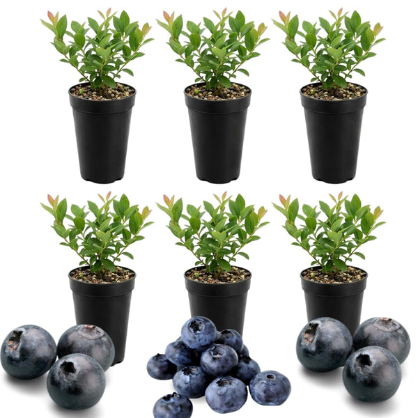 6 Huckleberry Live Plants, Sweet Edible Berry Bush, 1-3 Inch Tall