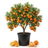 Grafted Tangerine Fruit Tree, Sweet Fruit Tree, 2-3 Ft Tall, 1 Gallon Pot