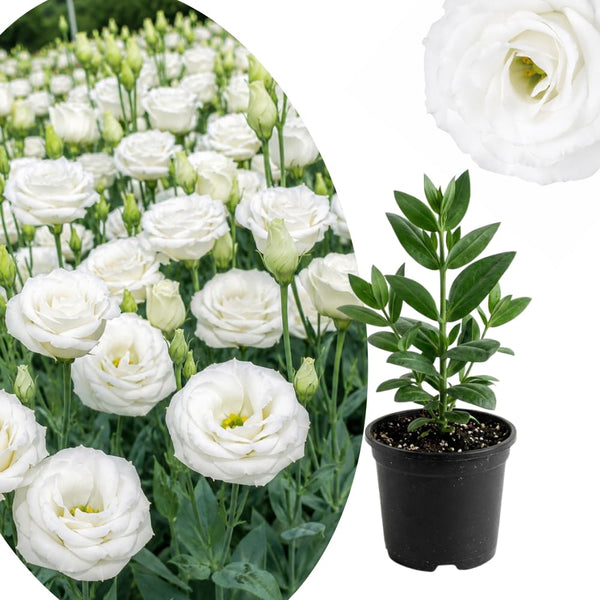 White Lisianthus Plant, Eustoma Lisianthus Flowers in Plug, 3-5'' Tall