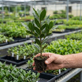 2 Laurus Nobilis Live Plants, Bay Leaf Herb Tree, 4-7 Inch Tall