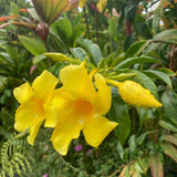 2 Mix Random Live Mandevilla Plants, Live Starter Plant, 4-8 Inch Tall