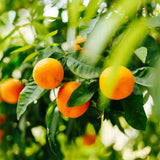 Orange Live Mandarin Plant, Home Garden Plant, 1 Gallon Pot