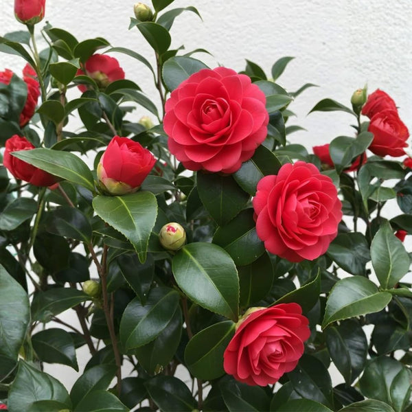 Red Camellia Japonica Plant Live, 6-10 Inch Tall, 4 Inch Pot