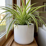 Variegated Spider Live Plant, Spider Indoor Houseplant, 4-6 Inch Tall