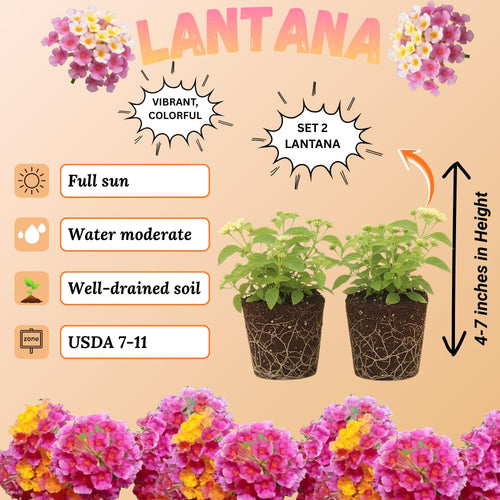 2 Athens Rose Lantana Live Plants, Lantana Flower Plant, 4-7 Inch Tall