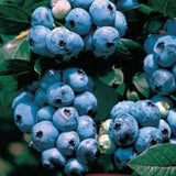 2 Biloxi Blueberry Live Plants, Container Berry Plant, 4-6 Inch Tall