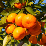 Sweet Satsuma Tree Live Plant, Fruit Plant, 1-2 Ft Tall, 1 Gallon Pot