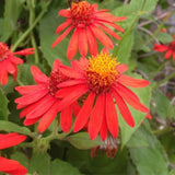 4 Orange Mexican Flame Vine Plants Live, 4-6 Inch Tall