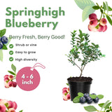 2 Springhigh Blueberry Plants Live, Berry Tree Seedling, 4-6 Inch Tall
