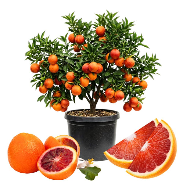 Orange Tree, Citrus Fruit Tree, 1-2 Ft Tall, 1 Gallon Pot