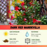 2 Deep Red Mandevilla Live Plants, Ready to Grow Plant, 4-6 Inch Tall