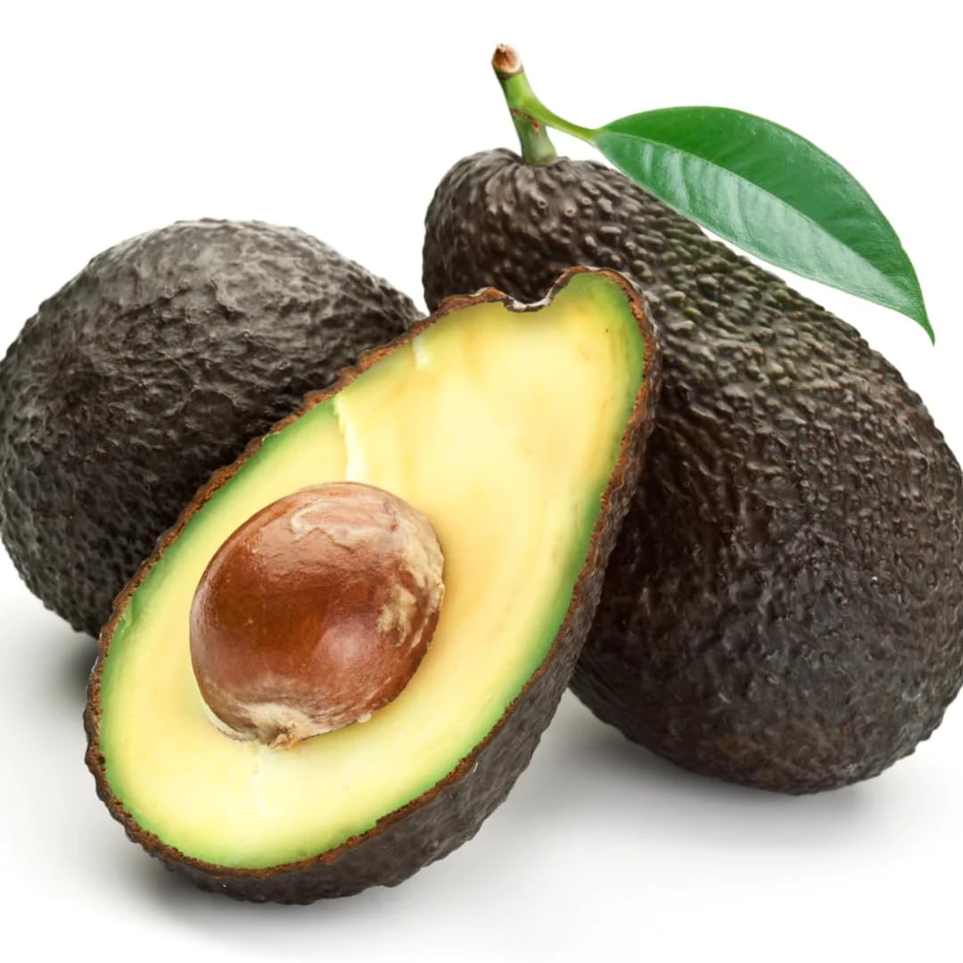HASS Avocado Tree Live Plant, Landscape Fruit Tree, 5-7 Inch Tall