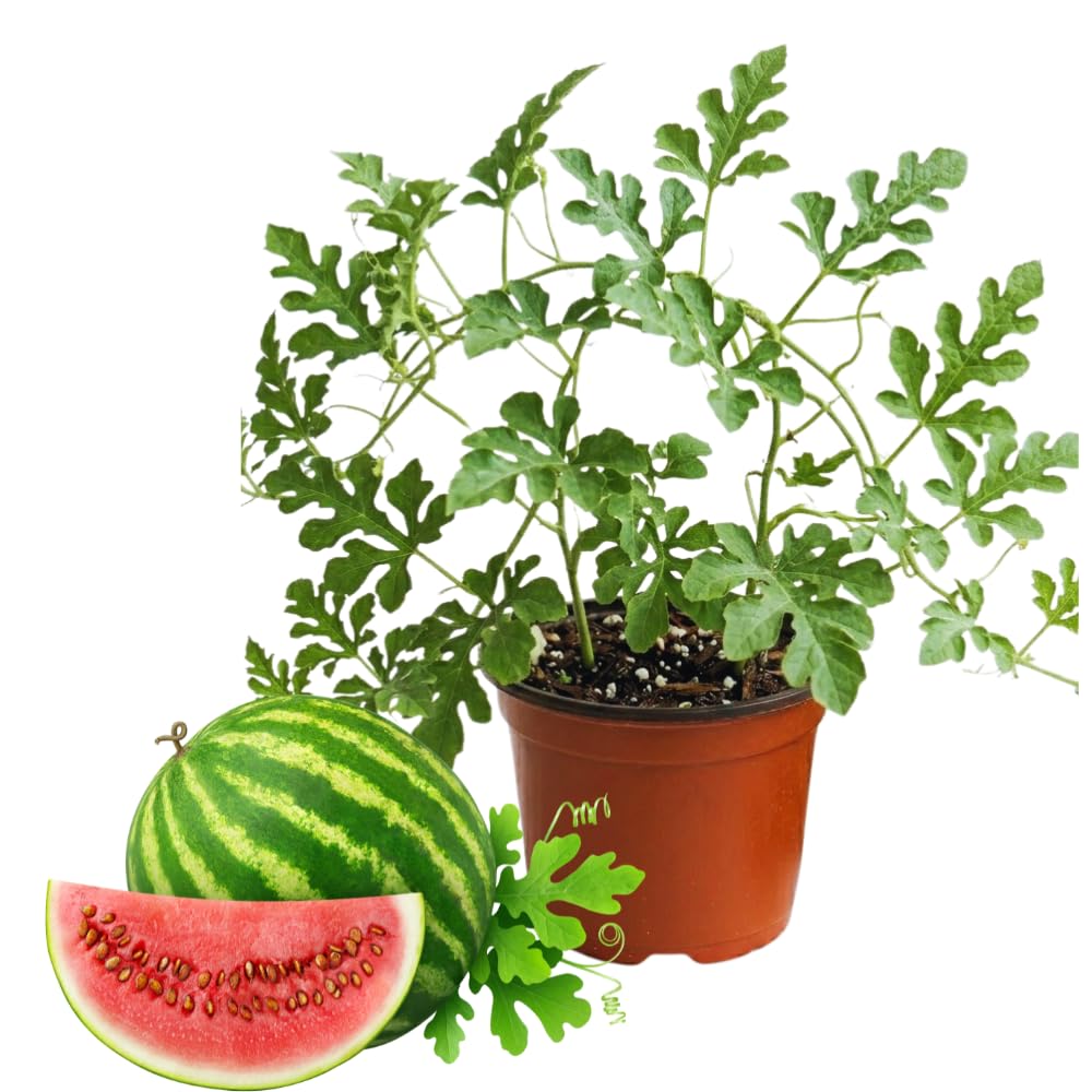 2 Red Live Watermelon Plants, Edible Vegetable Plant
