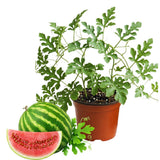 2 Red Live Watermelon Plants, Edible Vegetable Plant