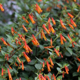 2 Orange Cuphea Plant 5-7 Inch Tall