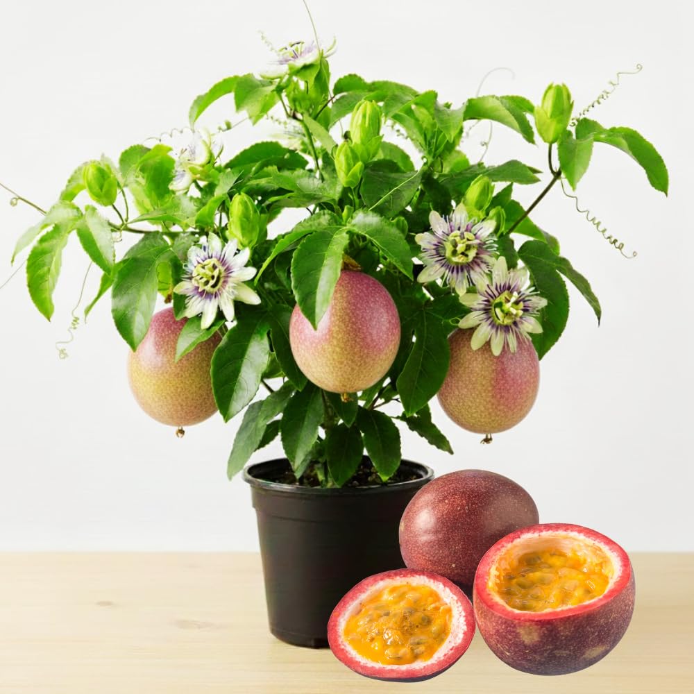 Live Sweet Passion Fruit Plant, 4-6 Inch Tall