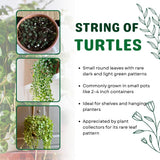 String of Turtles Live Plant, Indoor Succulent Plant, 2 Inch Pot