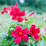 2 Bright Red Mandevilla Live Plants, Mandevilla Live Plant, 4-6 Inch Tall