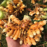 2lb Yellow Turmeric Planting Roots