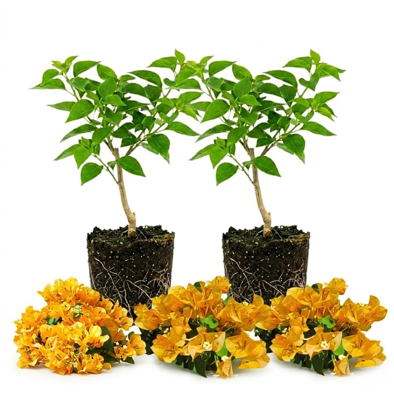 2 Yellow Bougainvillea Live Plants, Well-Rooted Flower Vine, 4-7 Inch Tall