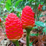 2 Ginger Plants Live, Fragrant Culinary Herb Plant, 3-5 Inch Tall