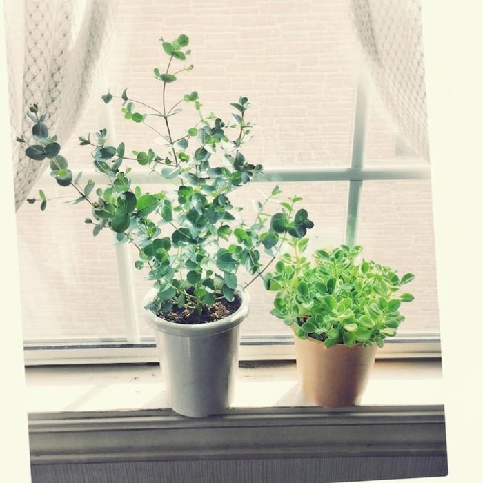 Indoor plants