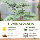 Silver Alocasia Live Plant, Rare Tropical Plant, 2-4 Inch Tall