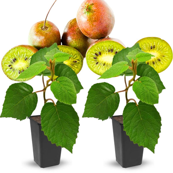 2 Hardy Kiwi Vine Live Plants, Trellis Fruit Vine Plant, 4-6 Inch Tall