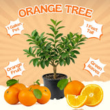 Valencia Orange Tree, Orange Citrus Fruit Tree, 1 Gallon Pot