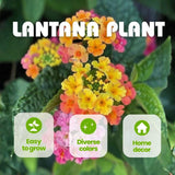 Set 2 Mixed Color Lantana Live Plant 4-6 Inches Tall