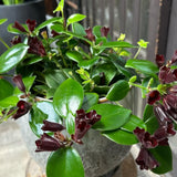 2 Aeschynanthus Lipstick Live Plants, Trailing Houseplant, 2 Inch Pot