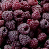 3 Glencoe Thornless Live Raspberry Plants, Ready to Grow Plant, 4-6 Inch Tall