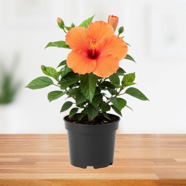 Orange Hibiscus Plant Live 5-7", in Pot