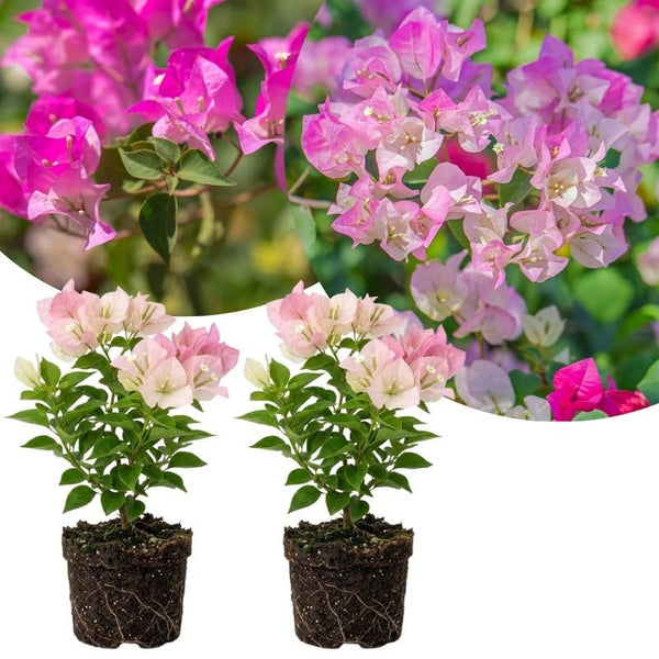 2 White Pink Bougainvillea Plants Live, Rooted Vine Starter, 4-7 Inch Tall