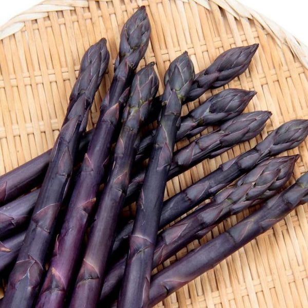 20 Purple Live Asparagus Roots, Ready to Grow Plant