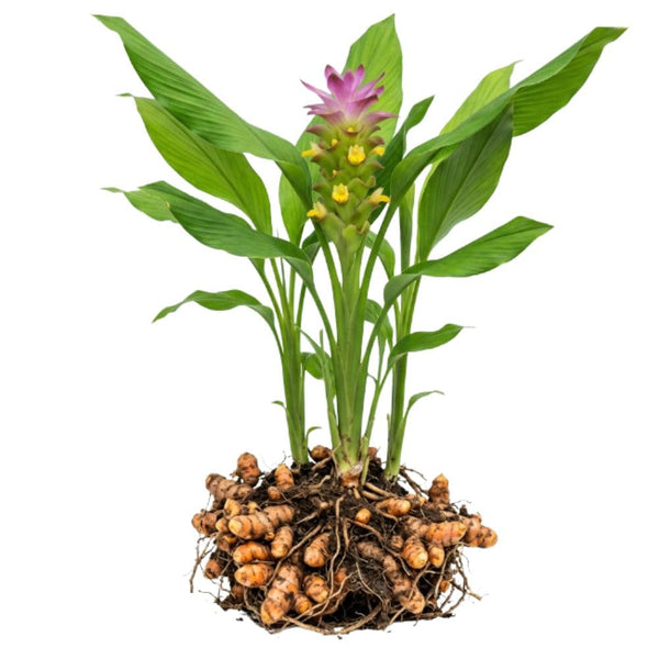 Yellow Turmeric Roots for Growing