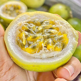 Set 2 Jamaican Golden Passion Fruit Plants Live, Fast-Growing Passionfruit Vine Live Plants Tree for Full Sun Growing, Summer Planting, 4-7 Inches, No Pot, Hardy Tropical Trellis Planting