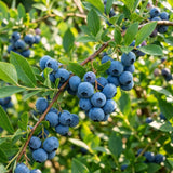 2 Highbush Blueberry Bushes Live Plants, Edible Fruit Plant, 4-6 Inch Tall