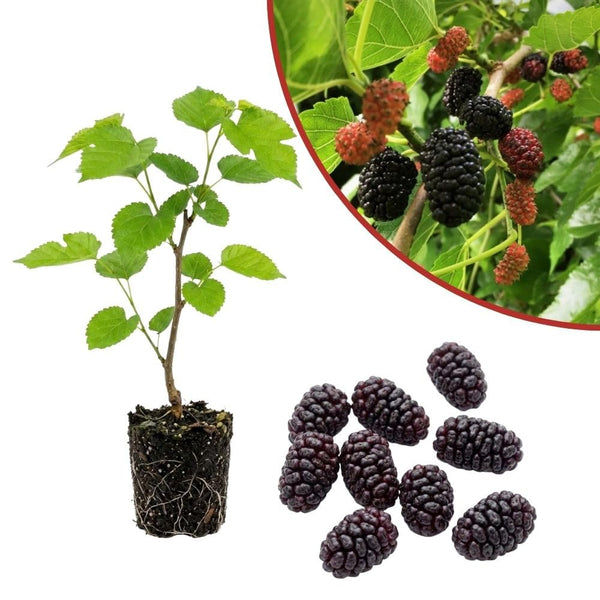 Dwarf Everbearing Mulberry Fruit Plant Live 6-8 Inches Tall