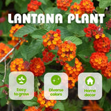 Set 2 Deep Red Lantana Live Plant 4-6 Inches Tall